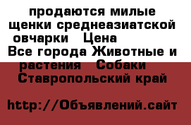 продаются милые щенки среднеазиатской овчарки › Цена ­ 30 000 - Все города Животные и растения » Собаки   . Ставропольский край